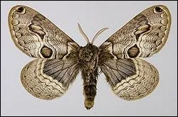 Comment s'appelle cette famille ?