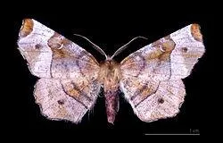 Comment s'appelle cette famille ?