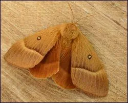 Comment s'appelle cette famille ?