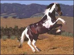 Quel sont les trois parties du cheval ?