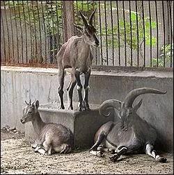 Quel est ce caprid des hautes montagnes d'Asie appel Pseudois ou mouton bleu, qui pse de 55  73 kg ?