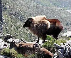 Quel est cet animal appel aussi Jharal qui vit en Afrique du Sud et en Nouvelle Zlande ?