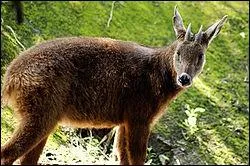 Quel est le nom de ce caprin asiatique ?