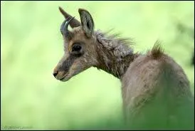 Comment s'appelle le petit du chamois ?
