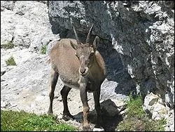 Que fait le bouquetin quand il crie ?