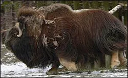 Quel est ce caprin qui a l'aspect d'un bovin et pse jusqu' 315 kg ?