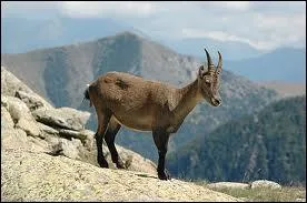 Quel est cet animal bien connu dans les Alpes ?