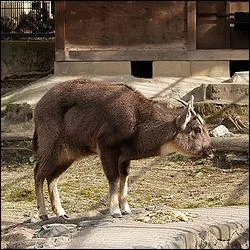 Quel est ce caprin d'Asie ?