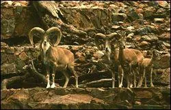 Comment s'appelle ce mouflon sauvage qui vit en Asie centrale et en Inde ?