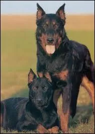 Quel est ce chien ?