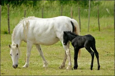 Vrai ou faux, le poulain camarguais nat noir et devient blanc...