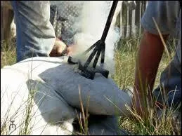 O sont-ils traditionnellement levs ?