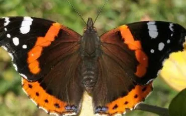 Quiz Papillons