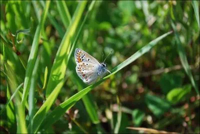 Bleu en haut, gris en bas, trop mimi ? Bah, l'important, c'est de trouver comment il s'appelle.