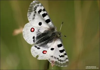 Tiens, lui il a l'air sympa aussi ! Avec un si joli nom.