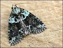 Nous voici  mi-chemin du quizz ! Pour la peine, en voici une un peu trange selon moi (mais jolie) :