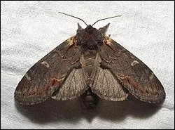 Et lui ? Ben il a un nom... particulier.