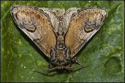 Encore un autre banal papillon de nuit, il semblerait...