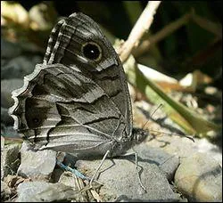 Les rgles ne changent pas : comment s'appelle ce papillon ?