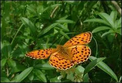 Lui aussi a un titre assez bizarre... nanmoins, a ne vous empchera pas de le chercher !