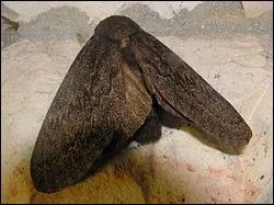 On continue  explorer les noms qui ne leur ressemblent absolument pas...