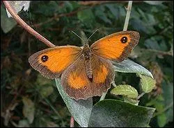 C'est comme si on inversait les couleurs du papillon de la question 22 !