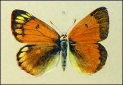 Voil un autre papillon orange, dites-moi un peu quel est son nom.