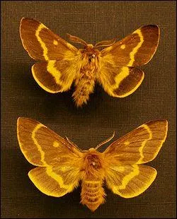 Mais quelle est jolie, on dirait une abeille avec son miel !