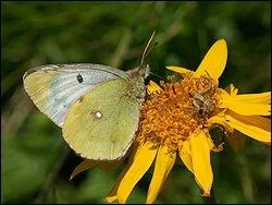 Regardez le papillon aux couleurs cres...