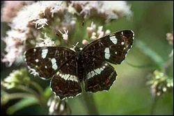 C'est la dernire question, amusons-nous :