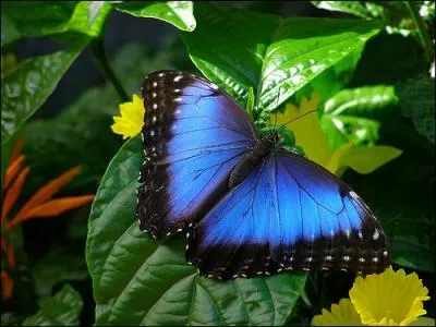 Il vit en Amrique du Sud et a une envergure de 15 centimtres...
