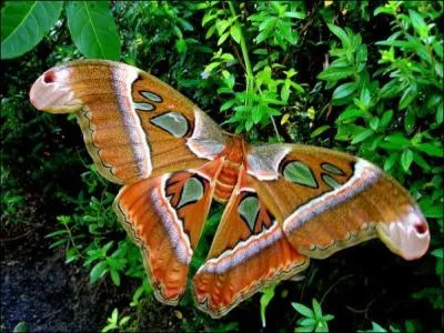 C'est un papillon de nuit d'Asie du Sud-Est. De tous les insectes, c'est lui qui a les plus grandes ailes !