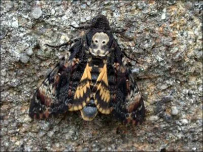 Devinez le nom de mon papillon prfr :