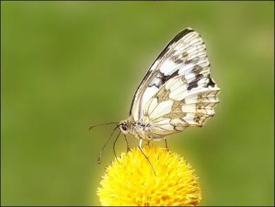 Comment se nomme ce papillon aux couleurs si sereines ? Le plus beau j'dois dire.