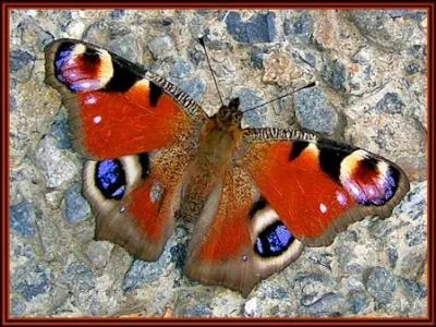 Papillon de nuit ou de jour ?