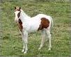 Quiz Chevaux