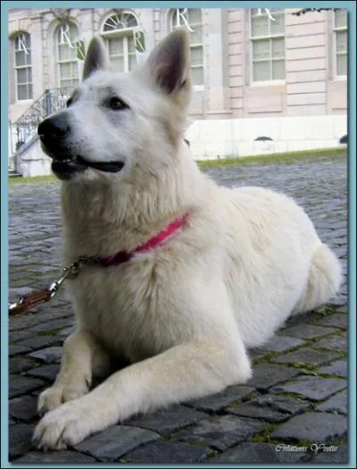 Ce chien est un... ?