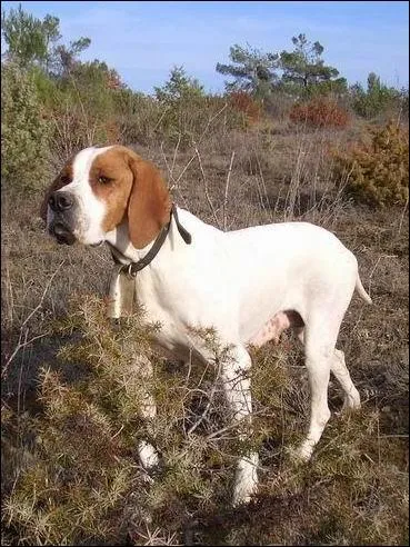 Ce chien est un... ?