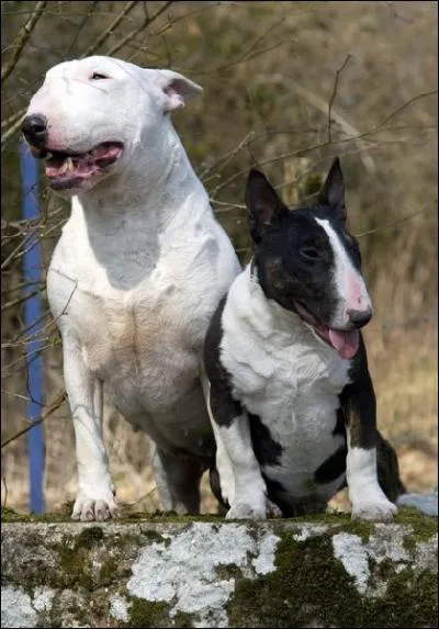 Ces chiens sont des ... ?