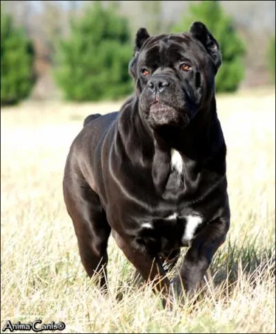 Ce chien est un... ?