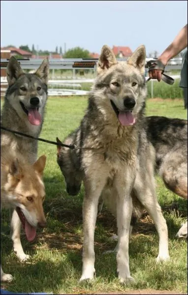 Ces chiens sont des... ?