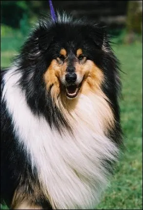 Ce chien est un... . ?