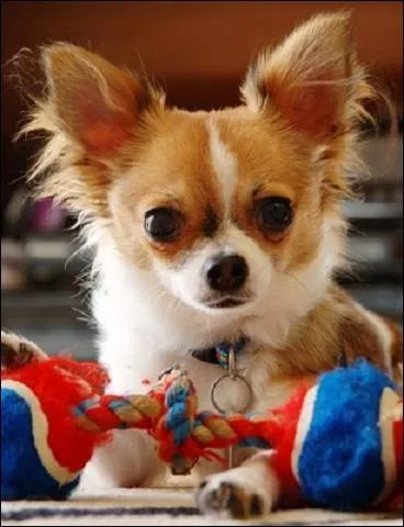 Ce chien est un... . ?