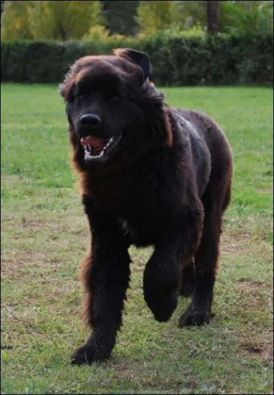 Ce chien est un ... ?