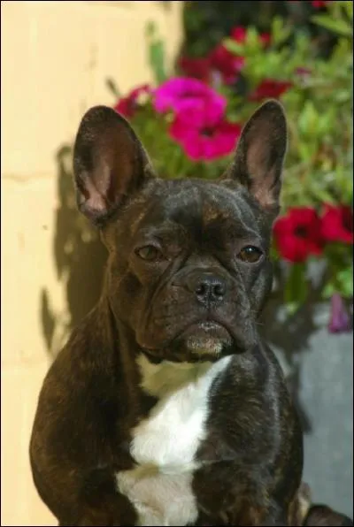 Ce chien est un ... ?