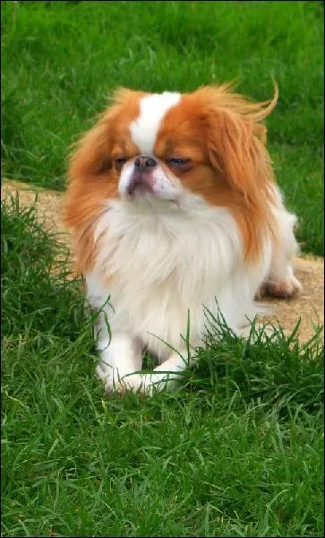 Ce chien est un ... ?