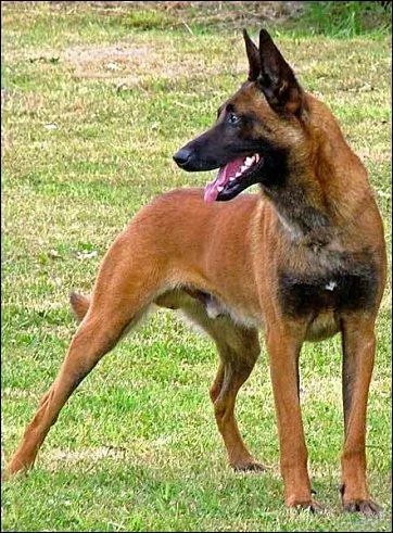 Ce chien est un ... ?