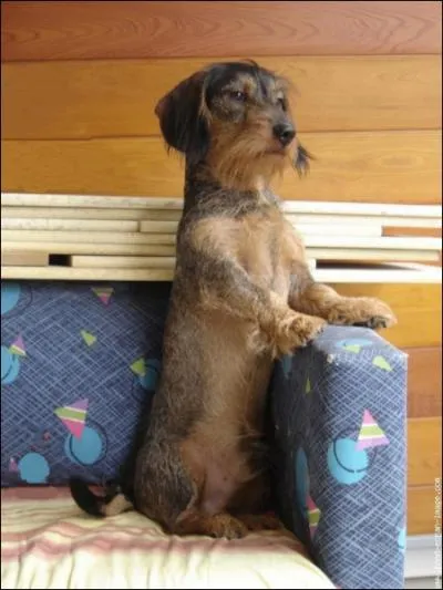 Ce chien est un ... ?