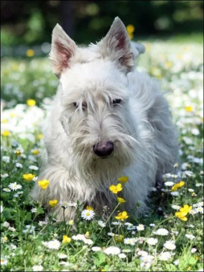 Ce chien est un ... ?