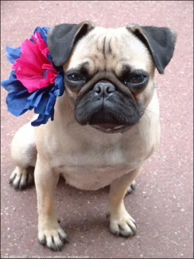 Ce chien est un... ?